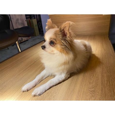 Tzuyu shares that her beloved dog Gucci has passed away